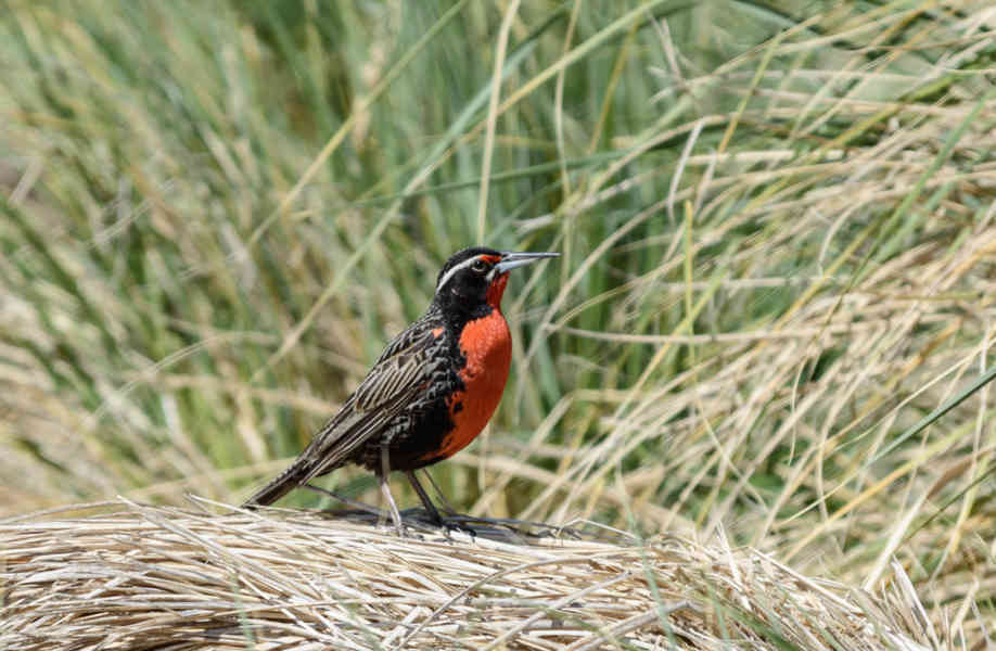 Pájaro Alondra de cola larga - islas Falkland o Malvinas 04.jpg